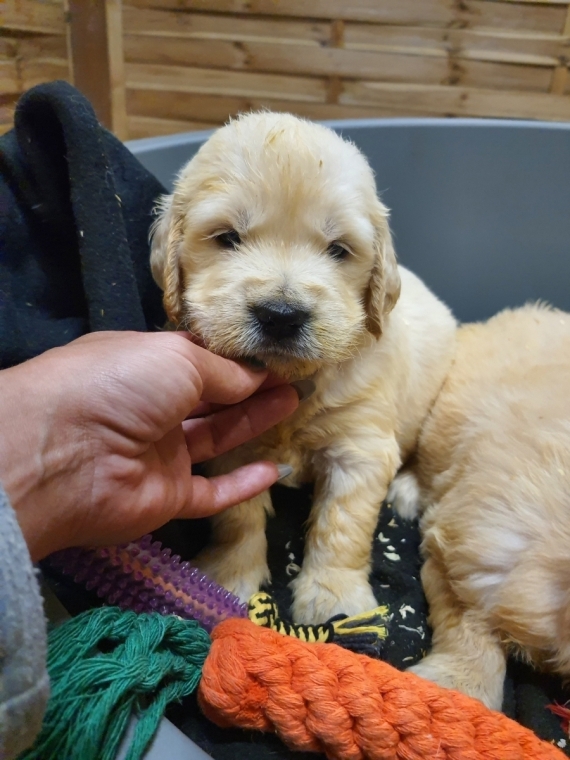 Petite femelle Golden Retriever ne le 18/10/2024 est propose  vendue 1300 .