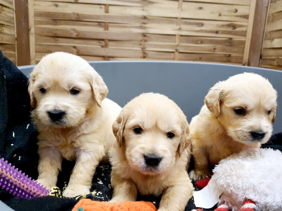 Petit mâle Golden Retriever né le 18/10/2024 est proposé – vendu 1300 €.