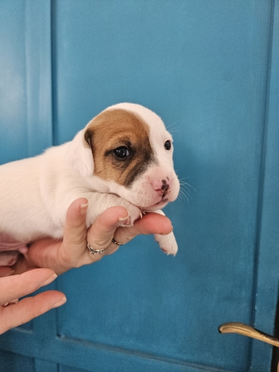 Petit mâle Jack Russell Terrier né le 30/10/2024 est proposé – vendu 1300 €.