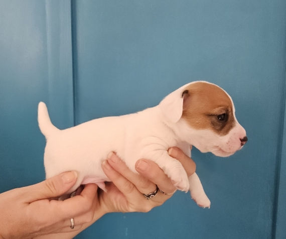 Petit mâle Jack Russell Terrier né le 30/10/2024 est proposé – vendu 1300 €.