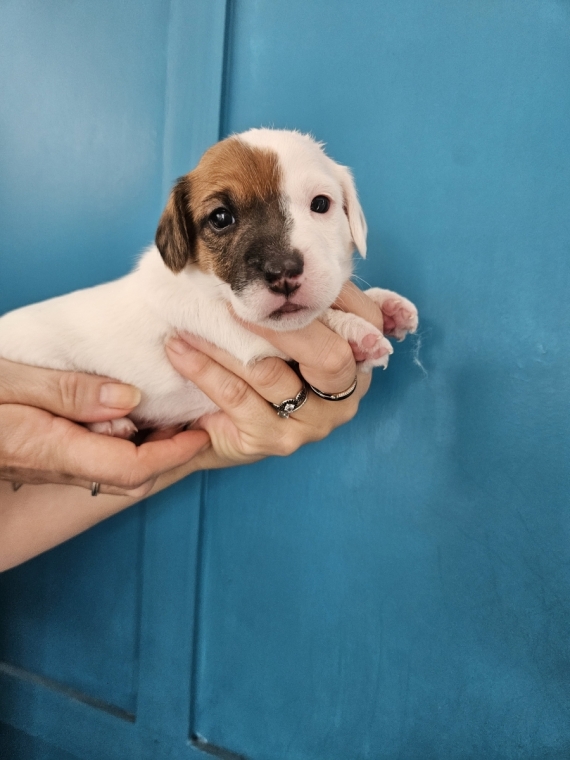 Petit mâle Jack Russell Terrier né le 30/10/2024 est proposé – vendu 1300 €.