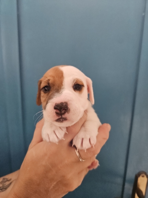 Petit mâle Jack Russell Terrier né le 30/10/2024 est proposé – vendu 1300 €.