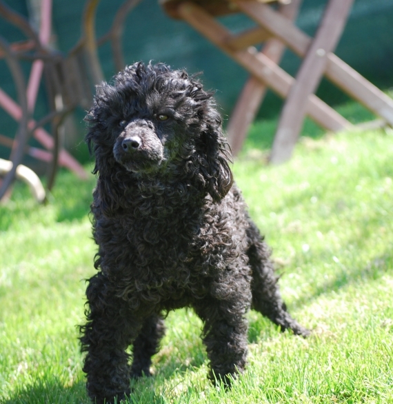 Petit m�le  n� le 21/08/2026 est propos� � vendu 1400 �.