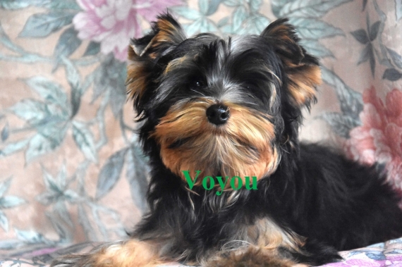 Petit mâle Yorkshire Terrier né le 03/07/2024 est proposé – vendu 1000 €.