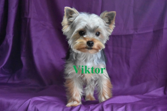 Petit mâle Yorkshire Terrier né le 19/04/2024 est proposé – vendu 1000 €.