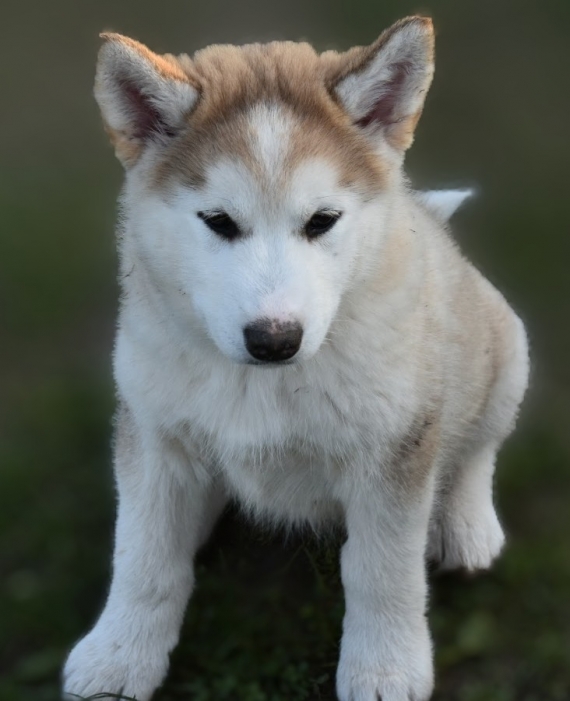 Petite femelle Malamute de l'Alaska née le 04/09/2024 est proposée – vendue 1100 €.