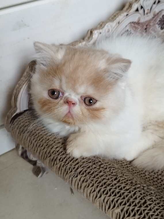 Petit mâle Exotic Shorthair né le 10/09/2024 est proposé – vendu 1200 €.