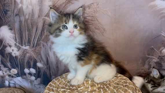 Petite femelle Maine Coon née le 02/10/2024 est proposée – vendue 1750 €.