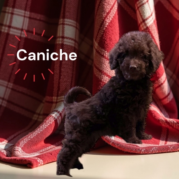 Petit mâle Caniche né le 23/08/2024 est proposé – vendu 1100 €.