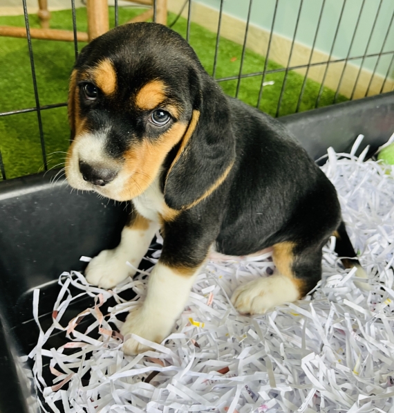 Petit mâle Beagle né le 24/09/2024 est proposé – vendu 560 €.