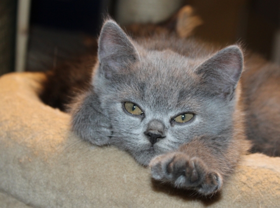 Petite femelle British Shorthair née le 16/08/2024 est proposée – vendue 1200 €.