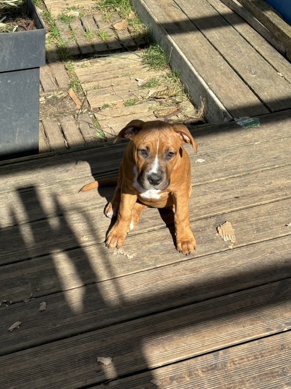 Petit mâle American Staffordshire Terrier né le 26/06/2024 est proposé – vendu 700 €.