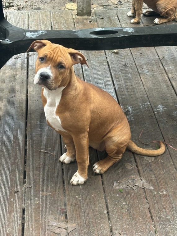 Petite femelle American Staffordshire Terrier née le 26/06/2024 est proposée – vendue 600 €.