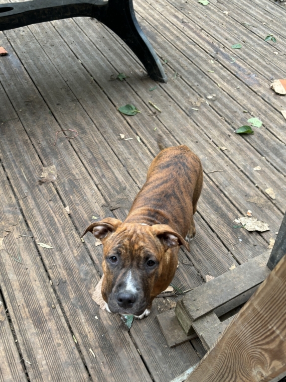 Petite femelle American Staffordshire Terrier née le 26/06/2024 est proposée – vendue 600 €.