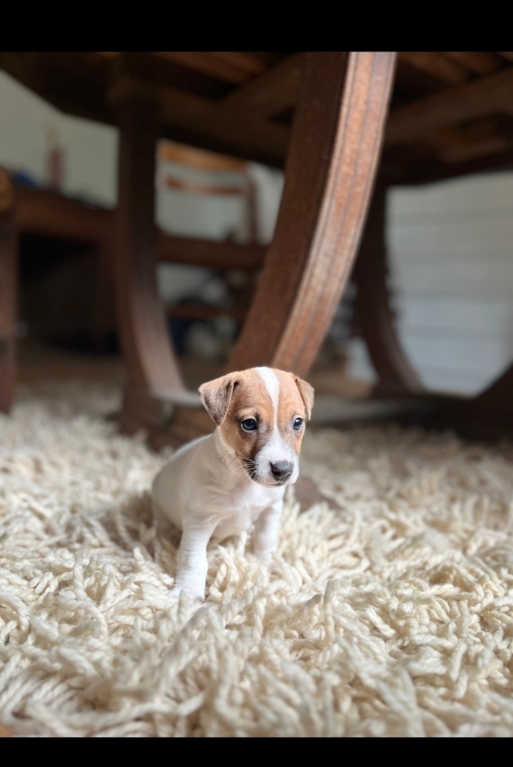 Petit mâle Jack Russell Terrier né le 18/08/2024 est proposé – vendu 860 €.