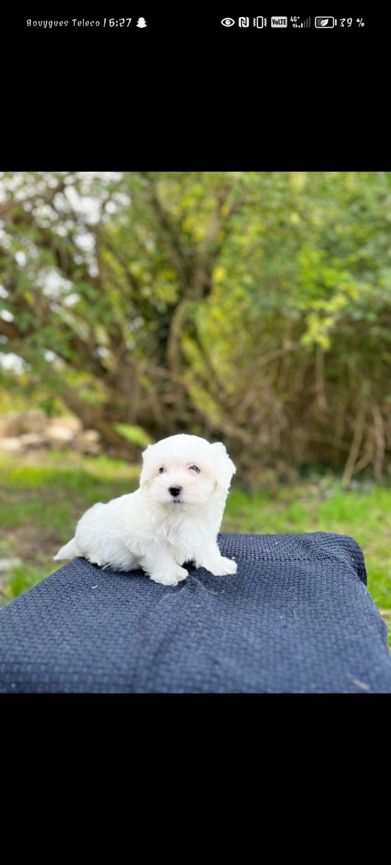 Petit mâle Bichon Maltais né le 10/08/2024 est proposé – vendu 960 €.