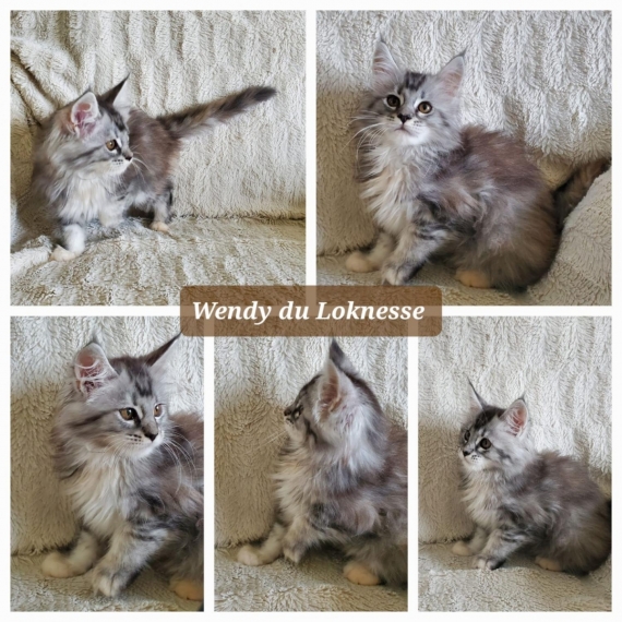 Petite femelle Maine Coon née le 24/08/2024 est proposée – vendue 1500 €.