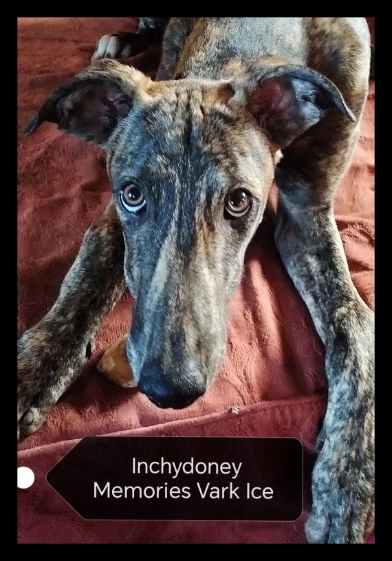 Petite femelle Greyhound ne le 03/06/2024 est propose  vendue 1800 .