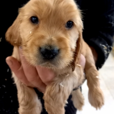 Cette petite femelle Cocker Anglais Spaniel propose  l'achat est ne le 30/10/2024.