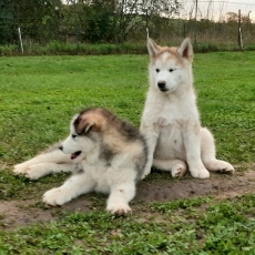 Chiot Alaskan Malamute  vendre au prix de 1100  vaccin et identifi.