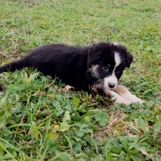 Chiot Berger australien à vendre au prix de 700 € vacciné et identifié.