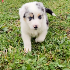 Chiot Berger australien à adopter au prix de 1200 €