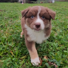 Chiot Berger australien à adopter au prix de 900 €