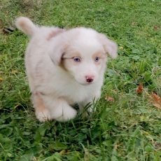 Berger australien chiot vendu 1200 €