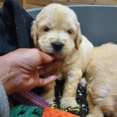 Chiot Golden Retriever à adopter au prix de 1300 €