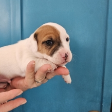 Acheter Jack Russell bébé pour 1300 €