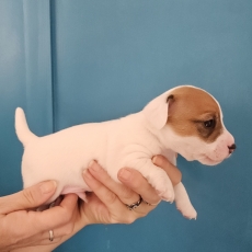 Acheter Jack Russell bébé pour 1300 €