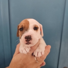 Adoption chiot Jack Russell au prix de 1300 €