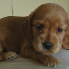 Chiot d'apparence de race Cocker Anglais Spaniel  adopter.