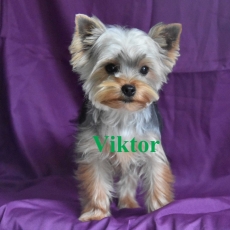 Yorkshire Terrier chiot vendu 1000 €