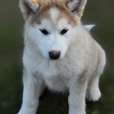 Chiot d'apparence de race Alaskan Malamute  adopter.