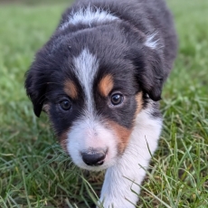 Chiot Border Collie à adopter au prix de 1150 €