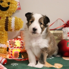 Adoption chiot Colley Shetland au prix de 1100 €