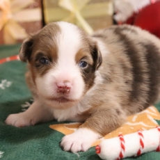 Chiot Berger américain miniature à adopter au prix de 1600 €