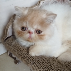 Exotic Shorthair chaton vendu 1200 €