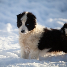 Chiot Laika de Yakoutie de race LOF avec pedigree  adopter.