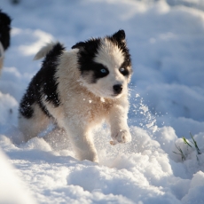 Chiot Laika de Yakoutie de race LOF avec pedigree  adopter.