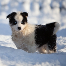 Chiot Laika de Yakoutie  vendre au prix de 1650  vaccin et identifi.