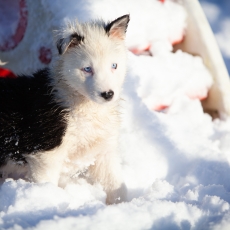 Chiot Laika de Yakoutie  vendre au prix de 1650  vaccin et identifi.