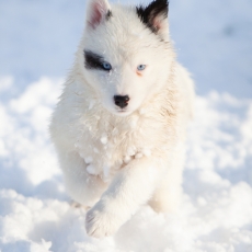 Chiot Laika de Yakoutie de race LOF avec pedigree  adopter.