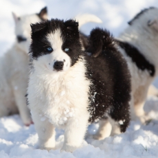 Chiot Laika de Yakoutie  vendre au prix de 1650  vaccin et identifi.