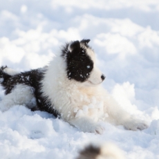 Chiot Laika de Yakoutie de race LOF avec pedigree  adopter.