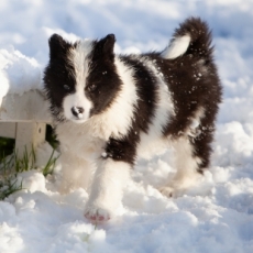 Chiot Laika de Yakoutie  vendre au prix de 1650  vaccin et identifi.