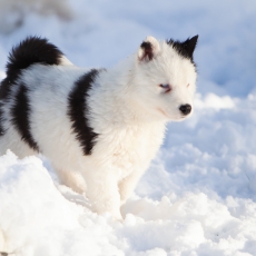 Chiot Laika de Yakoutie  vendre au prix de 1650  vaccin et identifi.