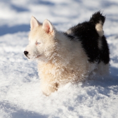 Chiot Laika de Yakoutie  vendre au prix de 1400  vaccin et identifi.