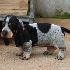 Basset Bleu de Gascogne chiot vendu 750 €